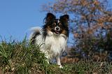 EPAGNEUL PAPILLON 129